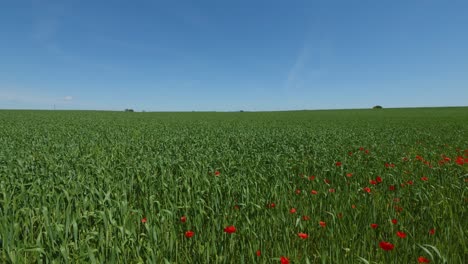 Green-grass-field-with-wild-red-poppy-flowers-under-clear-blue-sky
