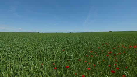 green grass field with wild red poppy flowers under clear blue sky