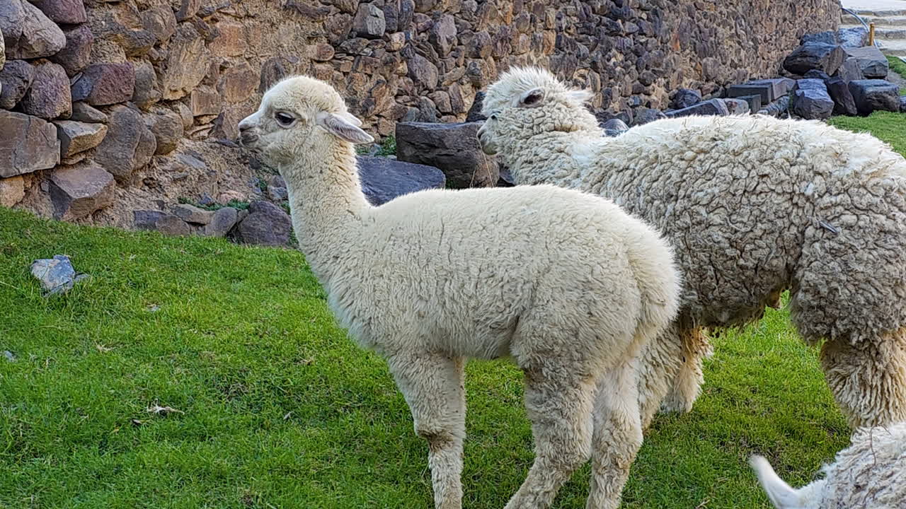 A peaceful scene of fluffy llamas grazing on a green hillside next to ancient stone walls. This footage captures the serene wildlife and historic setting of a Peruvian archaeological park