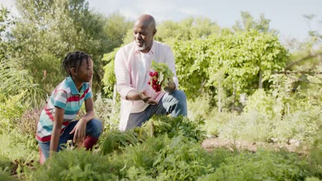 Happy-senior-african-american-grandfather-and-grandson-picking-vegetables-in-sunny-vegetable-garden