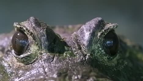 african dwarf crocodile emerge from the opening both eyes - closeup shot