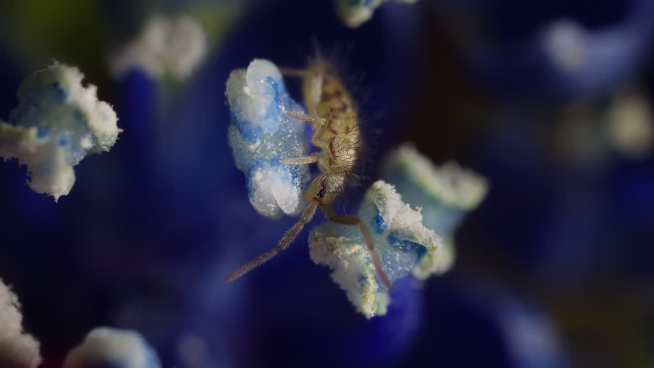 Springtail on anther of flower, eating pollen, macro, plant cells visible. Extreme magnification. Cosmopolitan Springtail; Entomobrya nivalis; Collembola;