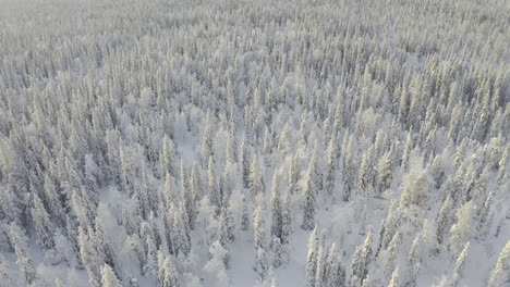 aerial shot of flying above snowy winter forest and tilting down to trees