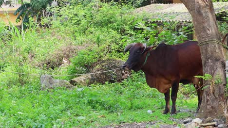 brown cow standing and moving head slightly