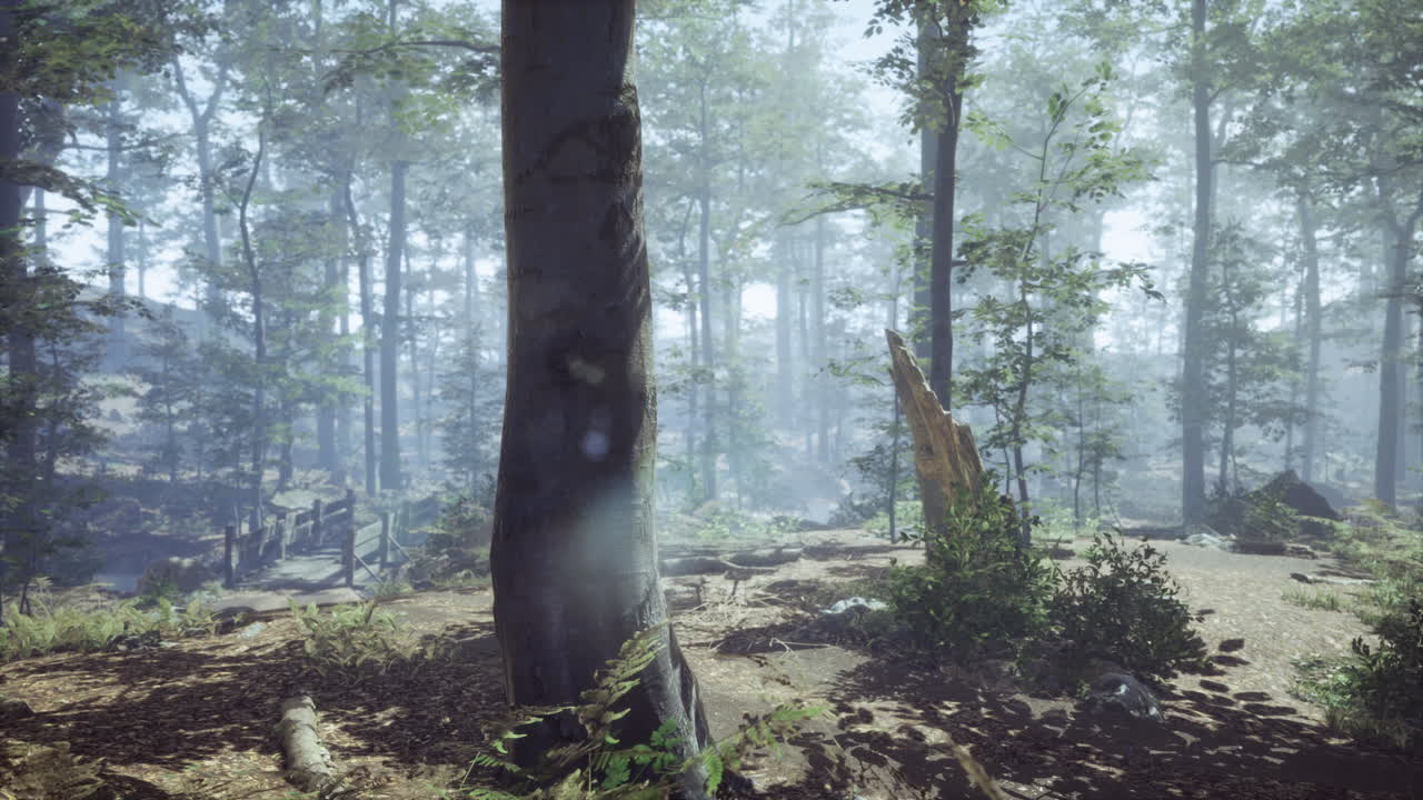 부드러운  ⁇ 빛과 함께 안개 숲