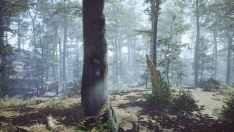 bosque brumoso con la suave luz del sol