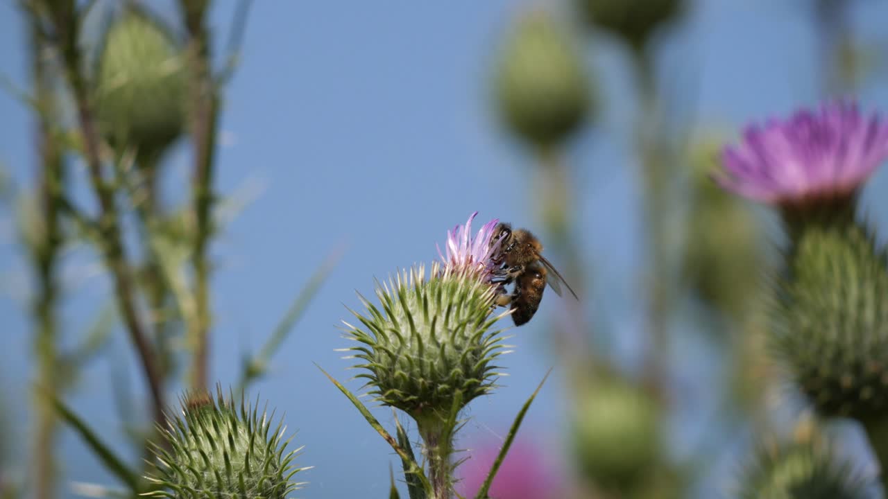 Scottish Thistle Gently Swaying in the Wind Attracting Bees Collecting Pollen Closeup