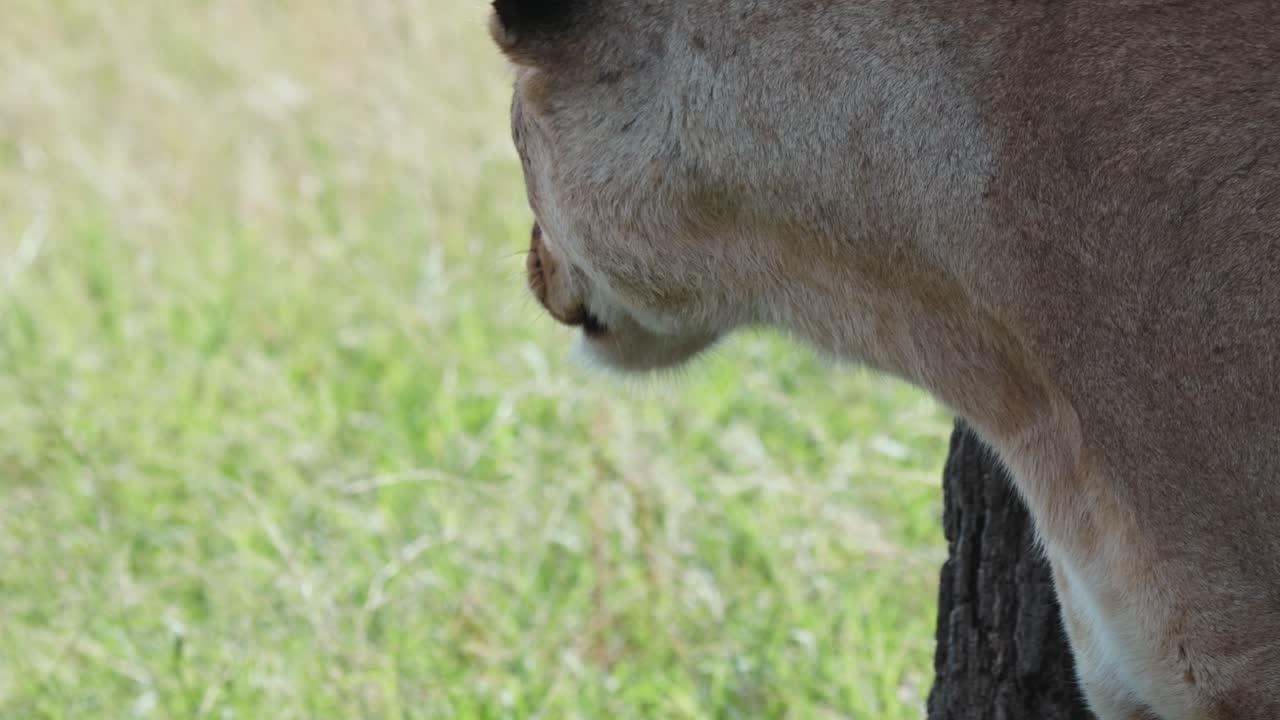 Slow tracking shot of a tired lion yawning in the shade at the base of a tree in Serengeti