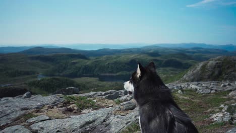 alaskan malamute looking at view from hill in indre fosen, norway