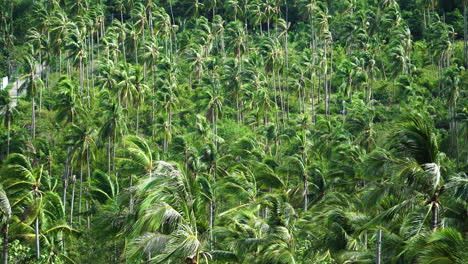 Lush-tropical-background-with-palm-trees-in-a-wind,-Thailand