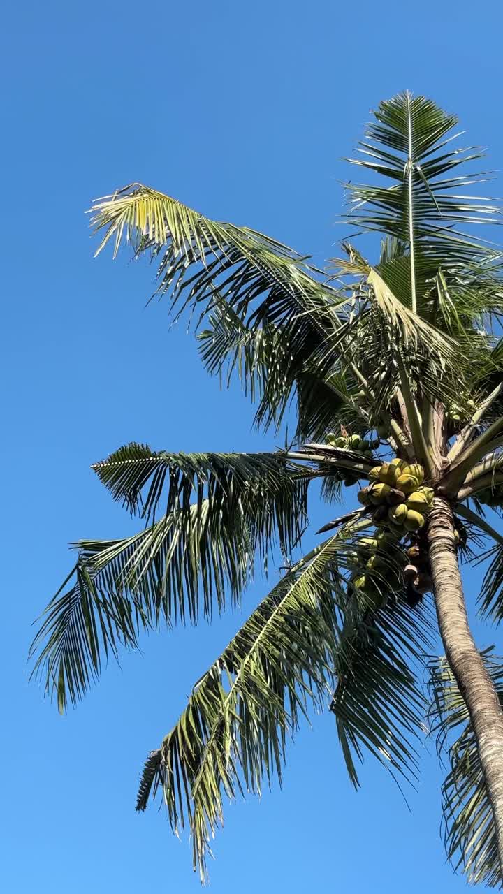 Palma da cocco con noci di cocco verdi che ondeggiano contro un cielo azzurro limpido.