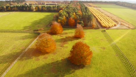 aerial backward movement shot of golden wheat about to be harvested, forest with yellow and green leaves indicating autumn season and fenced green farmlands in thetford norfolk,uk on a sunny day