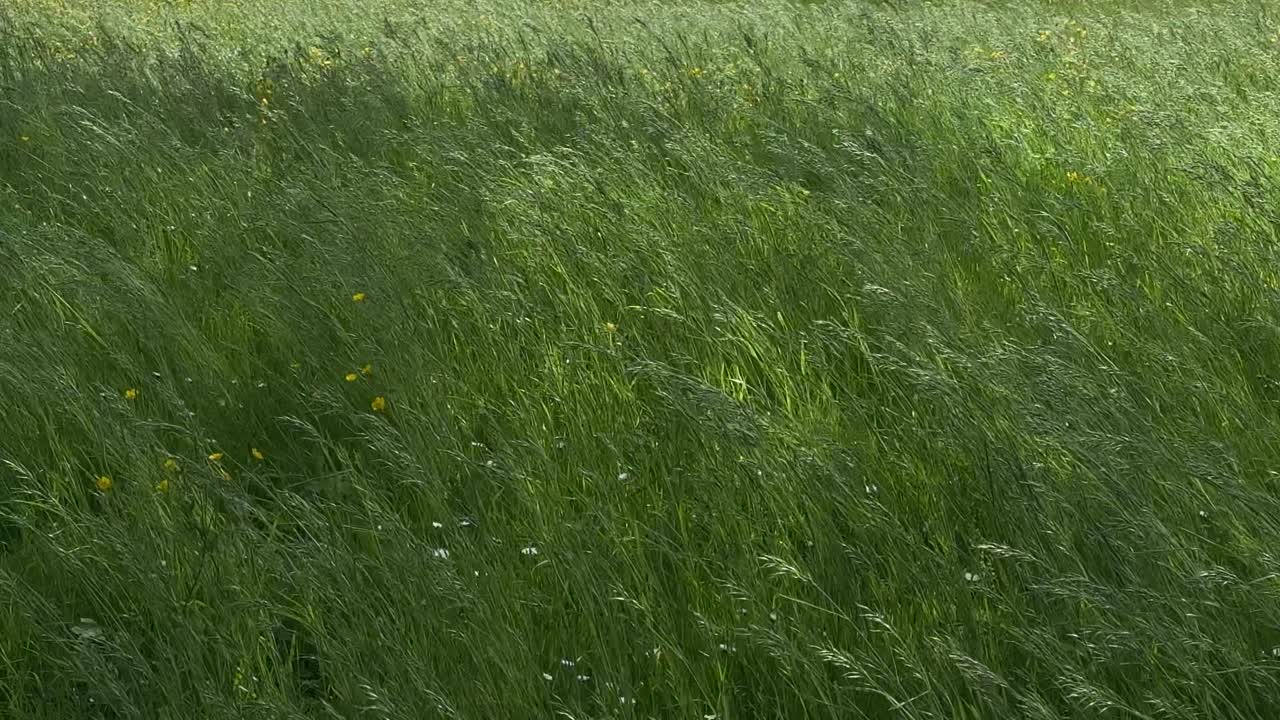 Tall grass moving with wind, pasture land rural field nature plants green covered
