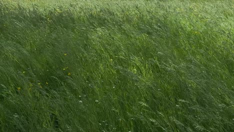 tall grass moving with wind, pasture land rural field nature plants green covered