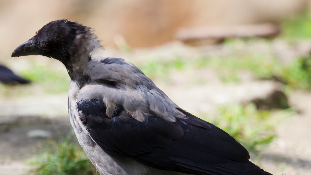 Two hooded crows search for food among rocks and grass under natural daylight, steady camera
