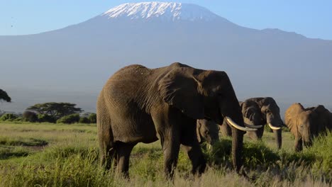 a herd of elephants walking on the african savanna with a back drop of the mt. kilimanjaro with its beautiful icecap on top and some acacia trees in the kenya's amboseli national park.