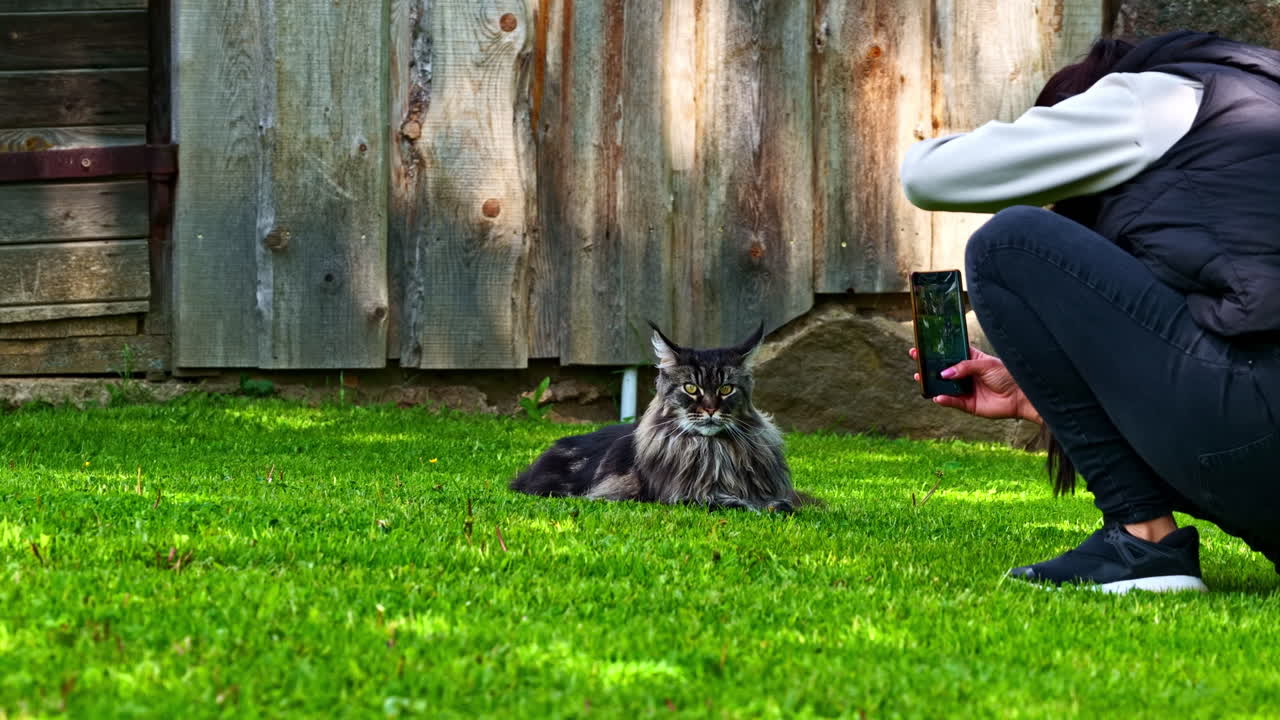 A woman crouches on a vibrant green lawn to capture the perfect photo of her majestic, long-haired Maine Coon cat with a smartphone, with a rustic wooden barn wall in the background