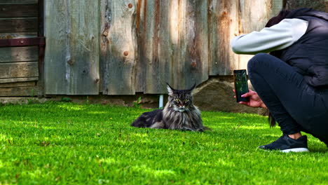 a woman crouches on a vibrant green lawn to capture the perfect photo of her majestic, long-haired maine coon cat with a smartphone, with a rustic wooden barn wall in the background