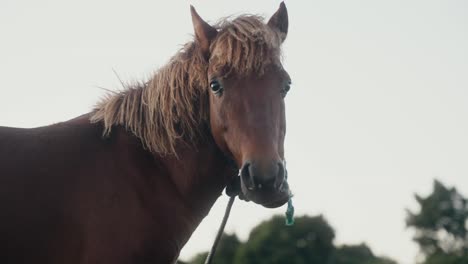 adorable horse closeup standing alone on grass