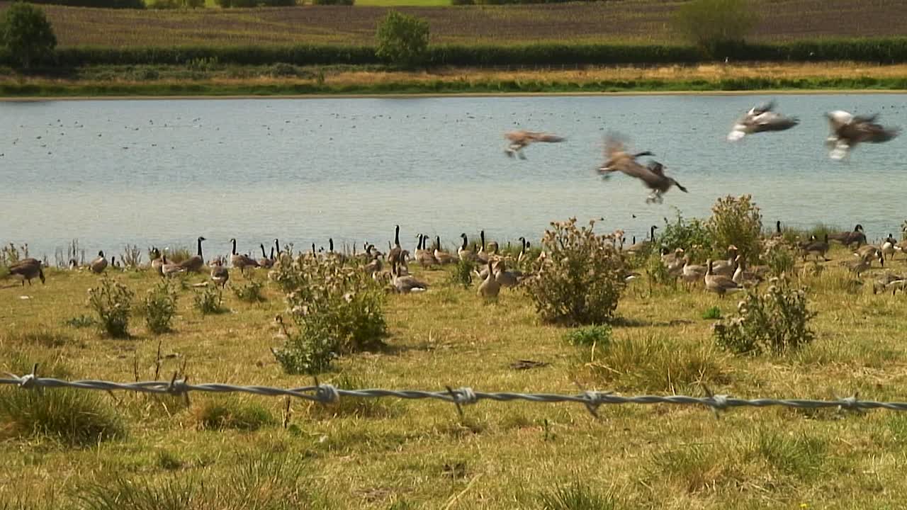 una manada de gansos volando bajo sobre el embalse de eyebrook, uniéndose a una bandada que ya se está alimentando en la orilla del agua