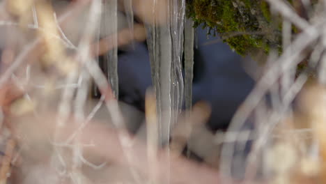 hanging icicles on rocks covered with molds among golden grasses. slow motion, zoom in