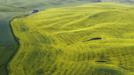 Large-field-of-yellow-canola-flowers-for-vegetable-oil-production,-aerial