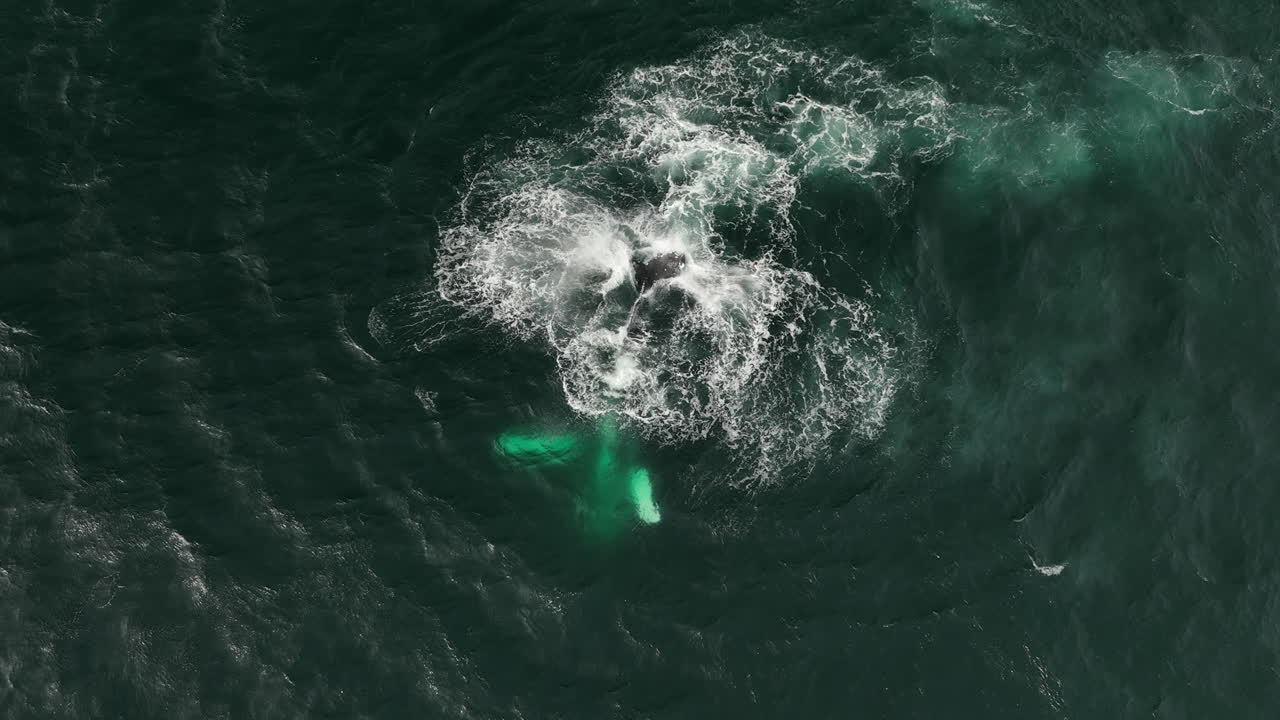 Amazing mammal humpback whale aerial top shot in Iceland slow motion