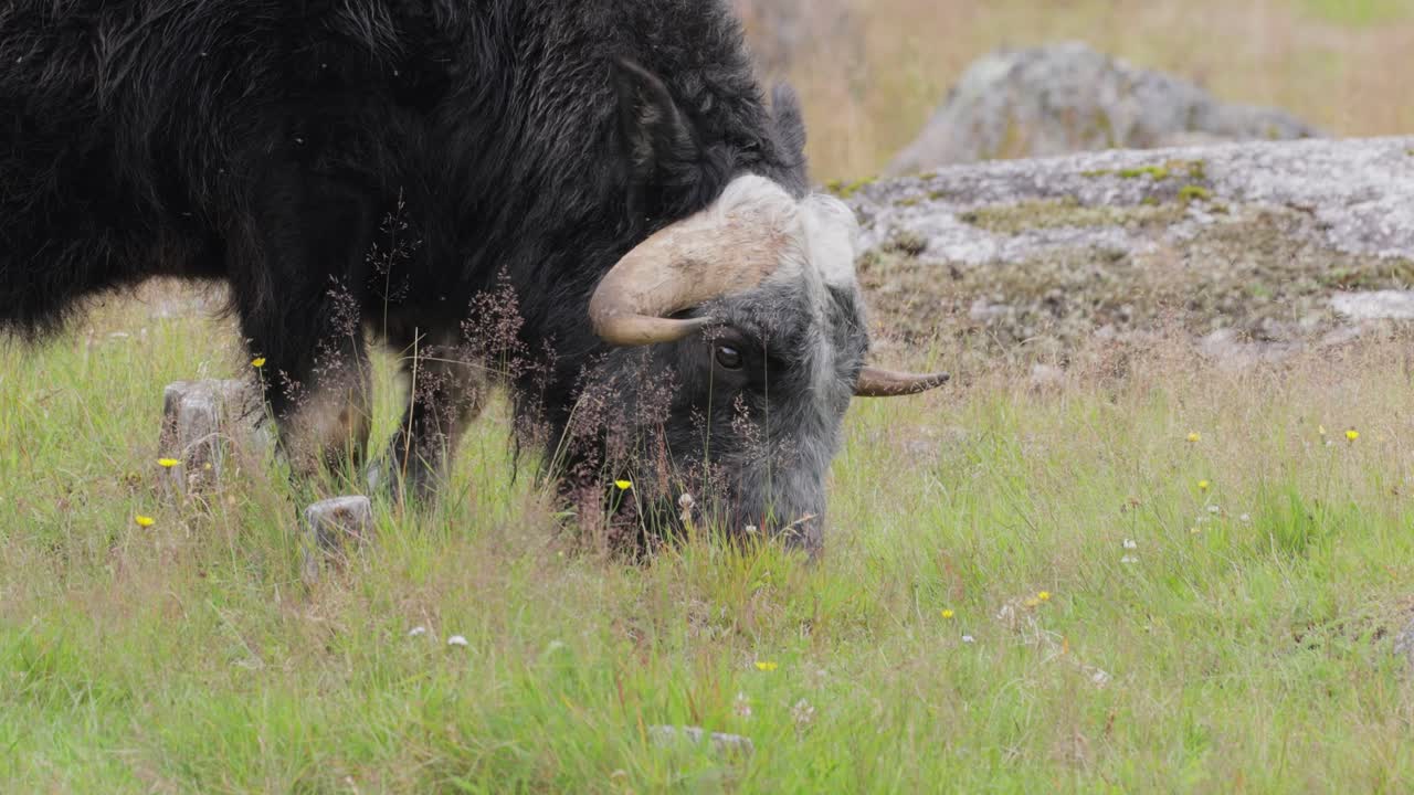 모스코스 (ovis moschatus, 라틴어: musky sheep-ox) 는 모스코크스 (musk ox) 와 모스코 (musk-ox) 라고도 불리며, 복수 모스코센 (muskoxen) 또는 모스코 oxen은 보비데아 (bovidae) 가문의 발이 있는 포유류이다.