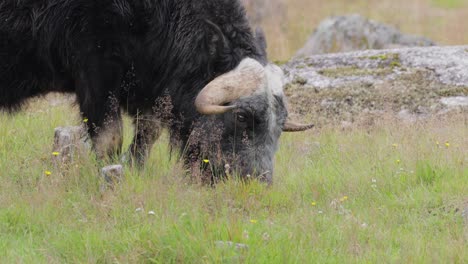 Muskox-(Ovibos-moschatus,-in-Latin-musky-sheep-ox),-also-spelled-musk-ox-and-musk-ox,-plural-muskoxen-or-musk-oxen-is-a-hoofed-mammal-of-the-family-Bovidae.