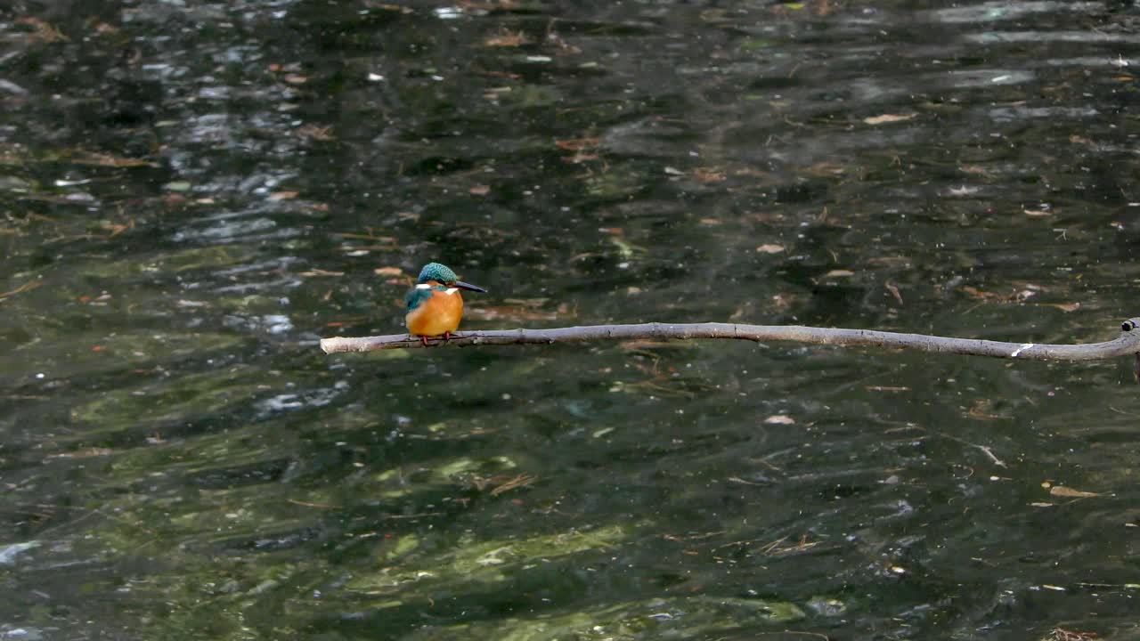 A Common Kingfisher sitting on a branch at Musashiseki Park in Tokyo, Japan