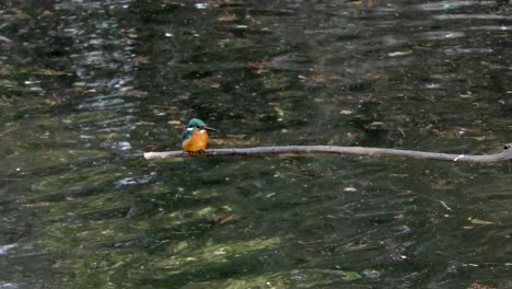 A-Common-Kingfisher-sitting-on-a-branch-at-Musashiseki-Park-in-Tokyo,-Japan