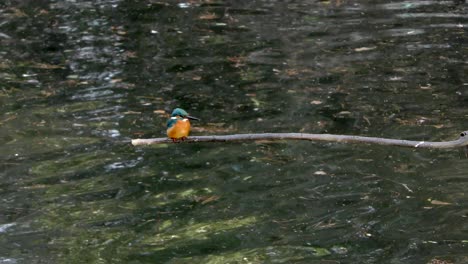 a common kingfisher sitting on a branch at musashiseki park in tokyo, japan