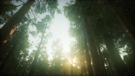 paisaje de puesta de sol brumosa del bosque de secuoya