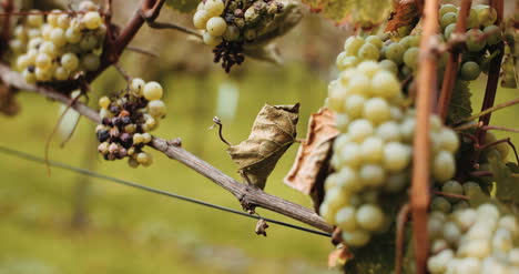 Uvas-Maduras-Viñedo-Otoño-Producción-De-Vino