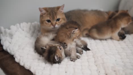 four british golden chinchilla kittens are lying on a white blanket next to their mother cat, two of them are playing with each other