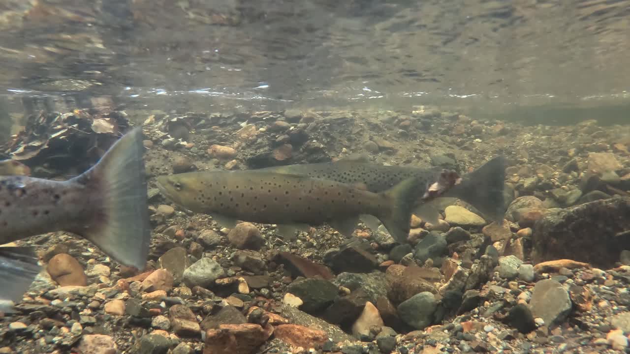 Vista subacquea di trote fario che nuotano in un fiume limpido.