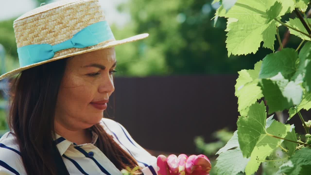 Woman examining grapevine in a garden