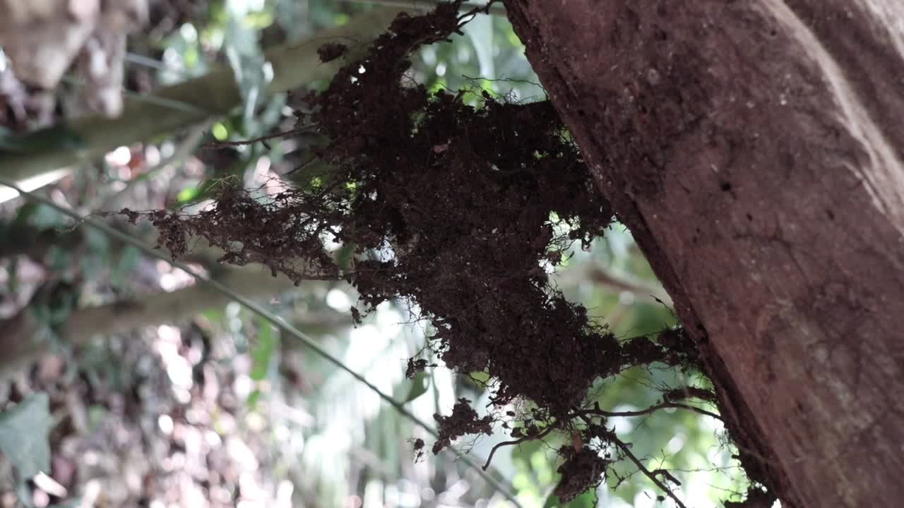 planta seca colgando de un tronco de árbol en una jungla