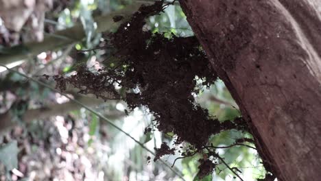 Planta-Seca-Colgando-De-Un-Tronco-De-árbol-En-Una-Jungla