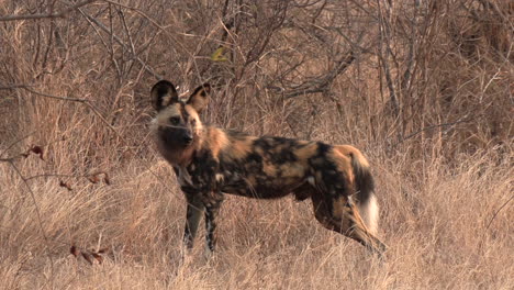 Nahaufnahme-Eines-Afrikanischen-Wildhundes,-Der-Im-Hohen-Gras-Steht-Und-Weggeht