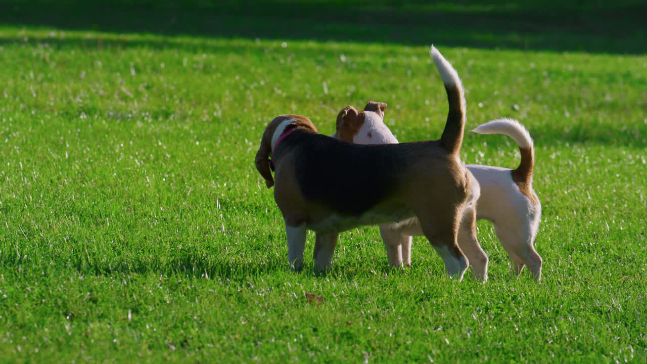 Due cani in piedi sull'erba in un parco soleggiato. Animali domestici di razza che riposano e giocano all'aperto.