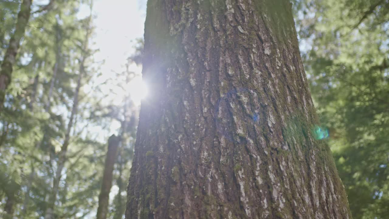 An old growth tree in a forest in the Pacific Northwest. Trees in a forest grove in British Columbia. A large old tree standing tall in the old growth forest.