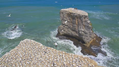 oiseaux fous de bassan volant autour de la colonie