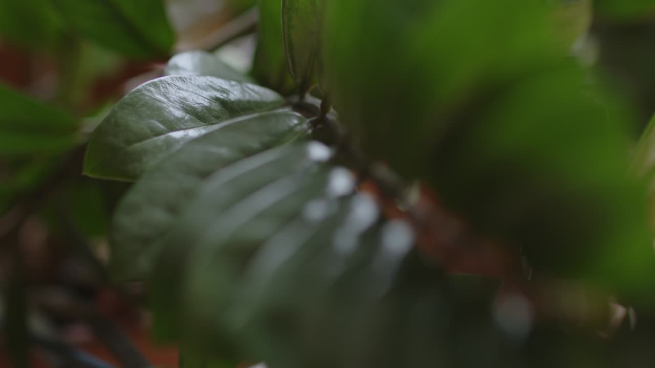 primer plano de disparo borroso de hojas verdes en el bosque