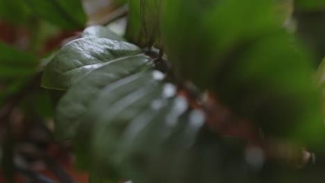 primer plano de disparo borroso de hojas verdes en el bosque