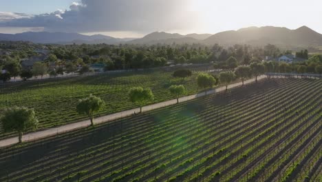 Aerial-view-flying-over-sunlit-winery-grapevine-lines-with-golden-sunset-shining-above-mountain-landscape