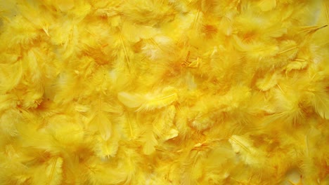 yellow feathers background  flat lay