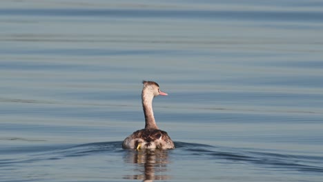 followed by a boat while being filmed as it looks to the right, great crested grebe podiceps cristatus bueng boraphet lake, nakhon sawan, thailand