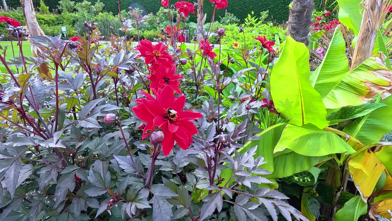 A bumblebee moves among vibrant red flowers and green foliage in a sunlit garden, captured in a steady, close-up shot with vivid colors