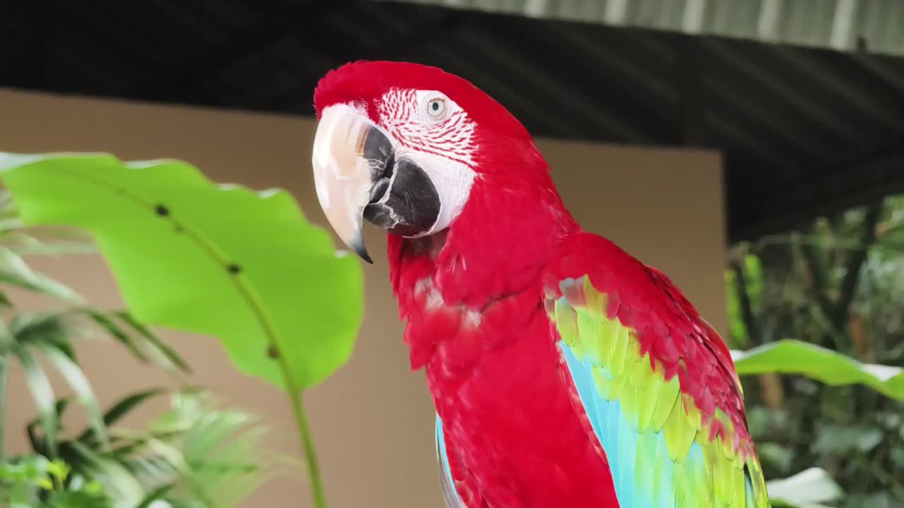 guacamaya roja